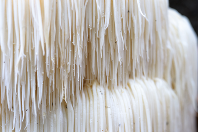 How Lion’s Mane mushroom can help your brain, heart and gut